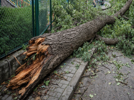 Жесток инцидент: Дърво падна върху оградата на детска градина в София