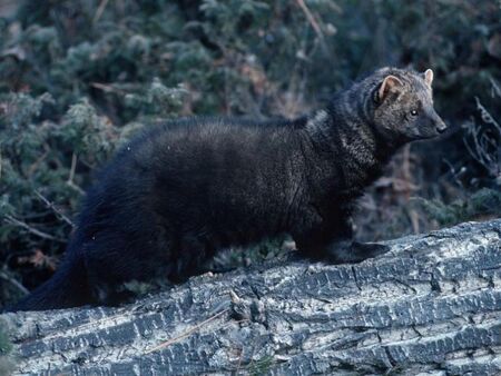 Съпругата на Пламен Бобоков блесна в галерията на Ники Младжов (СНИМКИ)