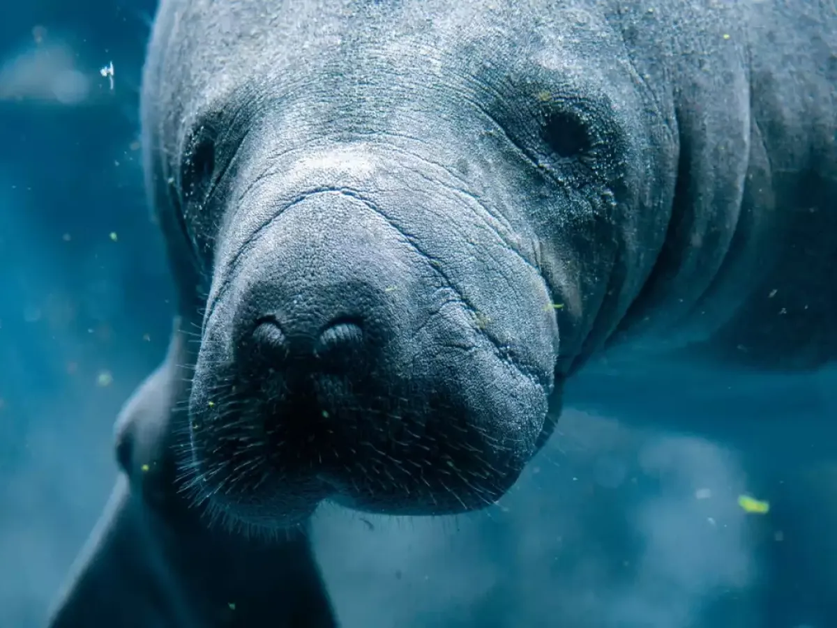 Печалната истина защо изчезнаха морските крави