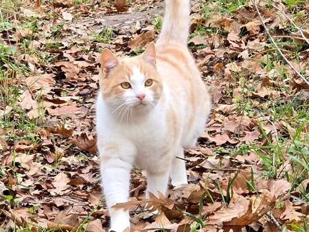 Защо котките следват стопаните си навсякъде