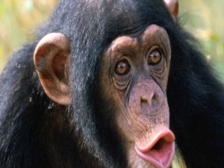 Почина шимпанзето "гений" Ай