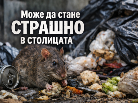 Плъзва ли зараза в София? Плъхове вилнеят из кварталите