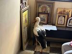 Птицата е открита в местния параклис