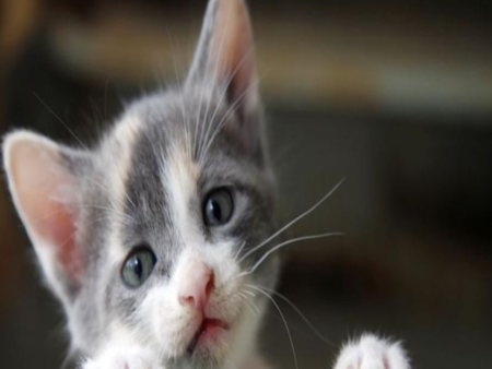 16-годишен осъден за убийство на коте пред деца