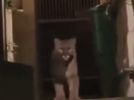 Драма с голяма пума, която реши да се разхожда сред хора - съдбата й е различна от тази на шуменската пантера