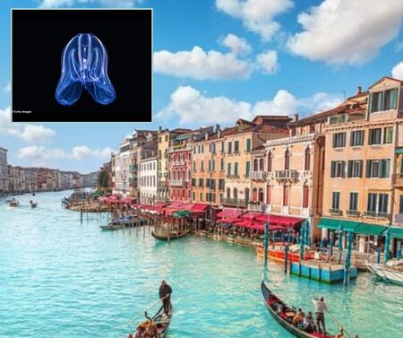 Ненаситни хищници са нападнали Венеция и заплашват рибните запаси 