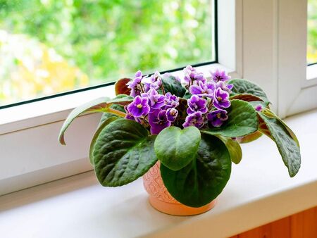 Направете това с теменужките през февруари, за да цъфтят непрекъснато