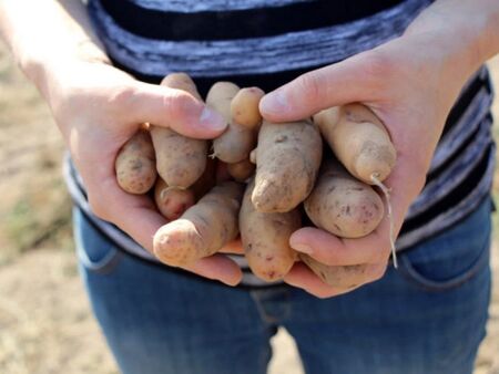 Раздават безплатни картофи в Берлин след рекордна реколта в Германия