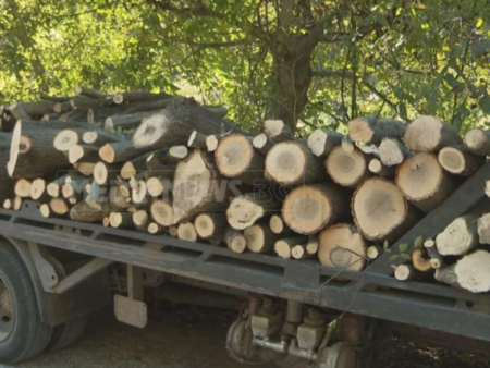 Дигитална защита за горите: ЮИДП стартира обучения за по-строг контрол върху дървесината