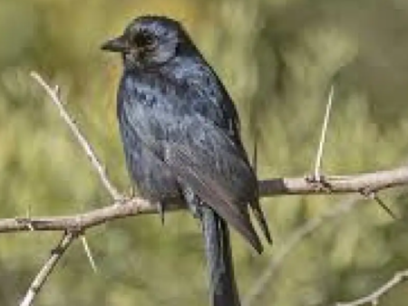 Малкият дронго лъже на поразия, за да се храни