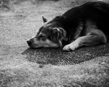 "Шоуто на Слави" отива в историята след 19 години на екран