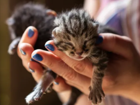 Задържаха българи, изтезавали животни