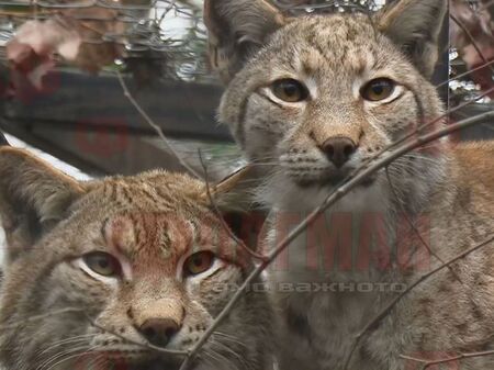 Рисовете станаха най-романтичната двойка във Варненския зоопарк
