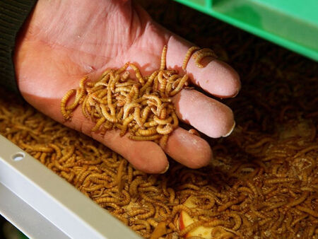 Атрактивната инициатива цели да привлече посетители и да превърне 14