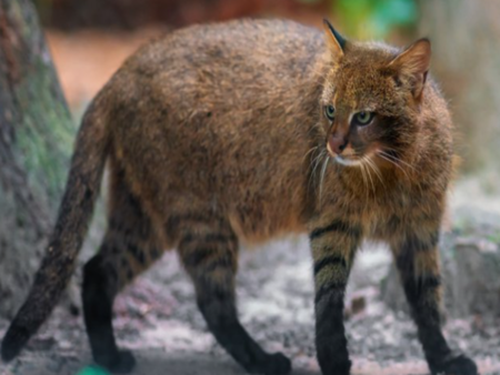 Тази котка е едно от най-потайните същества на планетата