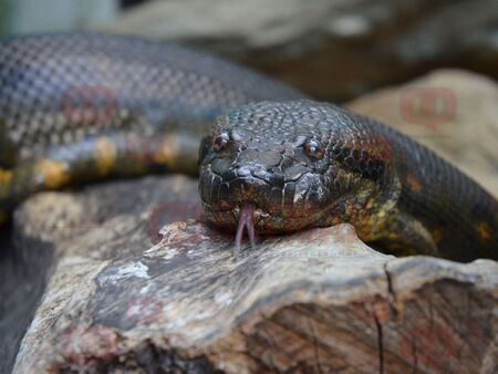Тактиката на анакондата: Новата стратегия на САЩ към Кремъл