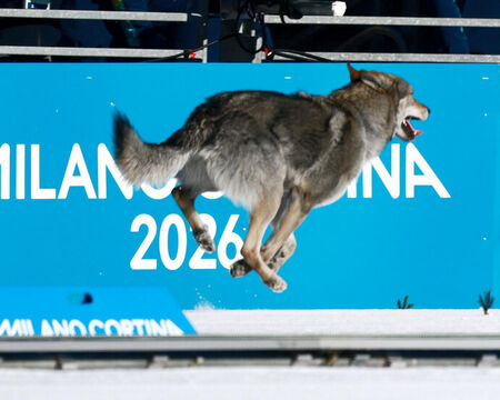 Вълк се включи във финала на ски бягане в Милано по време на олимпийска квалификация