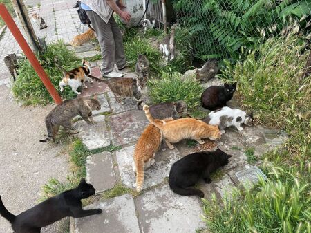 Разследват мъж и жена, примамвали кучета и котки с капани