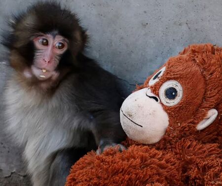 Маймунчето Пънч, което бе отхвърлено от майка си, но не спря да търси обич