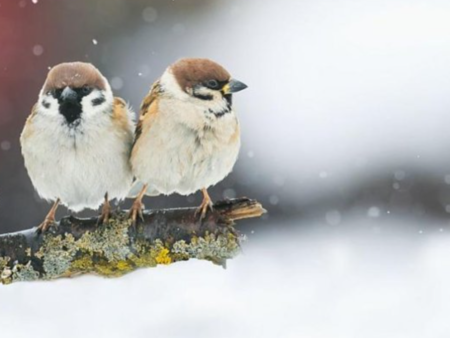 Какво ще е времето на 23 февруари