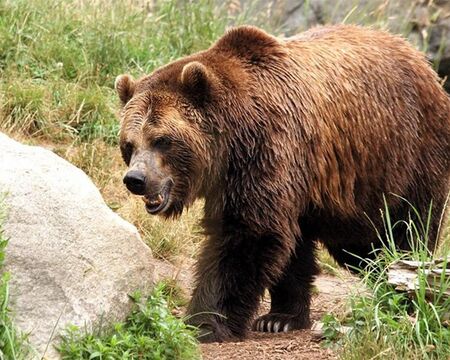 Смела съпруга спаси мъжа си от мечка в гората