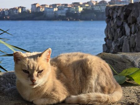 Созопол може да стане първият Cat Friendly град у нас, искат изграждането на котешки приют