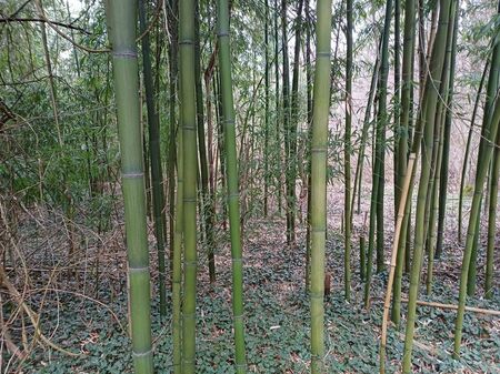 Странджа е чудна планина, но знаете ли, че има и бамбукова гора