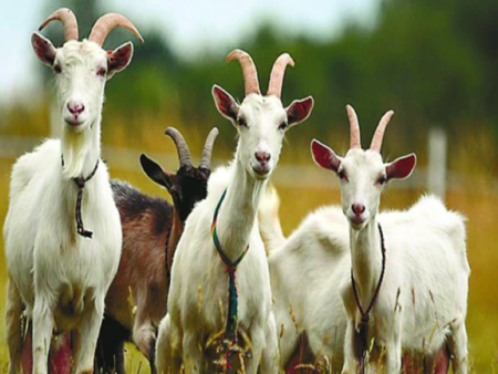 Козето мляко подкрепя сърдечното и стомашното здраве според експерти