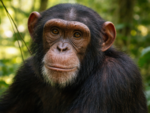 Добре, че не шофират - шимпанзетата биха дали положителен тест за алкохол