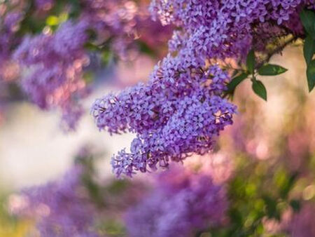 Български учени откриват нови ползи от люляка и негови съставки