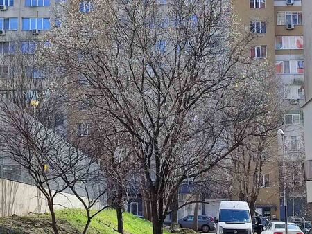 Свалете мартениците! В Бургас дръвчетата цъфнаха, пристигнаха и първите щъркели край Средец