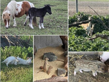 "Шоуто на Слави" отива в историята след 19 години на екран