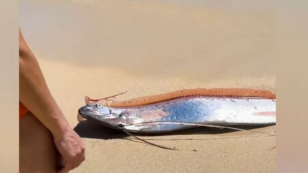 "Рибата на Страшния съд" изплува в Мексико