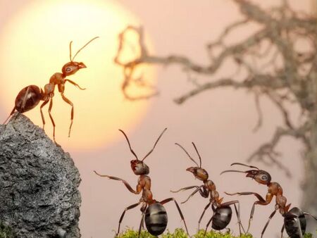 Арестуваха мъж на летище в опит да изнесе над 2200 живи мравки 