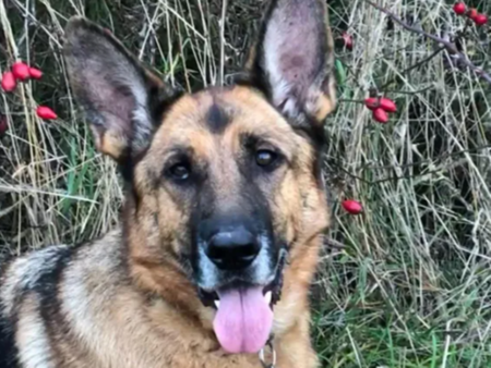 Немска овчарка спаси стопанката си от коварен рак, историята им е като от филм