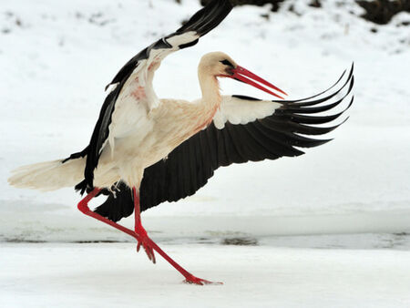 Пролетта се отлага