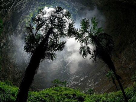 Тропическа „капсула на времето“: Учени откриха уникална гора на 300 милиона години в Китай