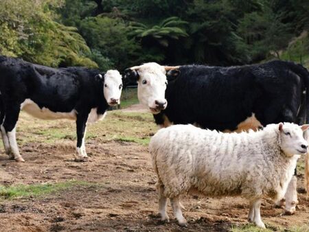 БАБХ свиква кризисен щаб заради огнища на шап в Гърция