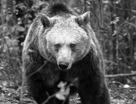 Почина мечката Рада