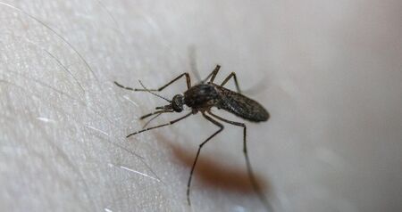 Регистриран е вероятен случай на денга във Варна