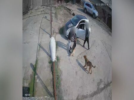 Мъж разби приют в Благоевград , за да открадне собственото си куче