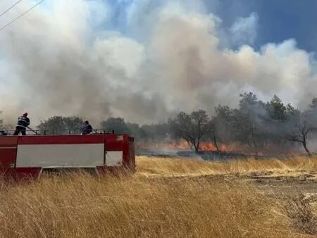 Ударно възстановяват изгорялата при пожара край бургаския кв. Банево борова гора