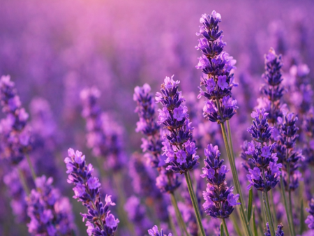 5 растения, които да засадите тази пролет за красив двор