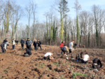Ученици и горски служители залесиха 1600 фиданки край Малко Търново