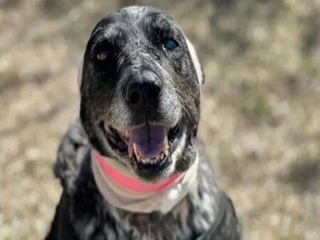 12-годишно женско куче се хвърли върху мечка, за да защити стопаните си