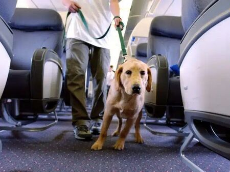 Авиокомпания вече допуска по-големи домашни любимци по време на полети