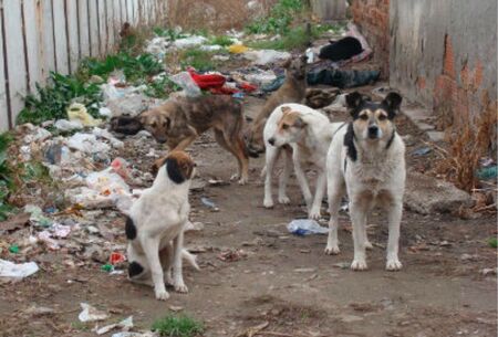 2000 бездомни кучета щъкат в София, изчислиха от общината