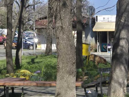 Сигнал до Флагман.бг: В "Меден рудник" не са само агресивните питбули, елате да видите огромните бездомни кучета