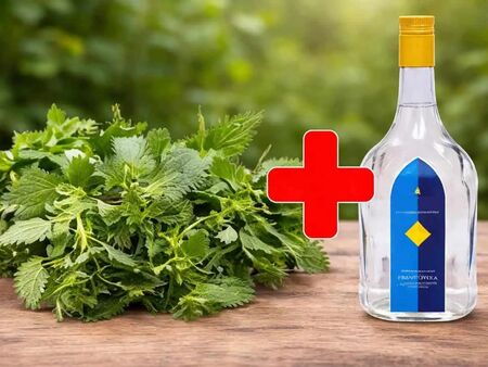 Копривата в ракия е по-силна от всяко лекарство. Дядо ми казваше: Запомни тази рецепта до края на живота си!