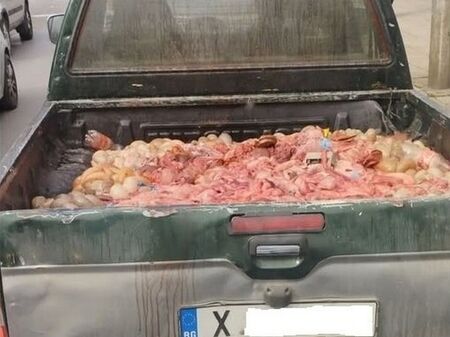 Незаконен превоз на животински вътрешности доведе до глоба